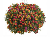 Lantana Calippo Tutti Frutti(2)