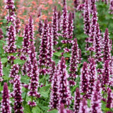 Agastache Beelicious Pink, květináč 9 cm