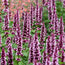 Agastache