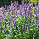 Agastache Blue Boa, květináč 9 cm
