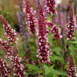 Agastache Beelicious Pink, květináč 9 cm