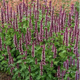 Agastache Beelicious Pink, květináč 9 cm