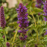 Agastache Blue Boa, květináč 9 cm