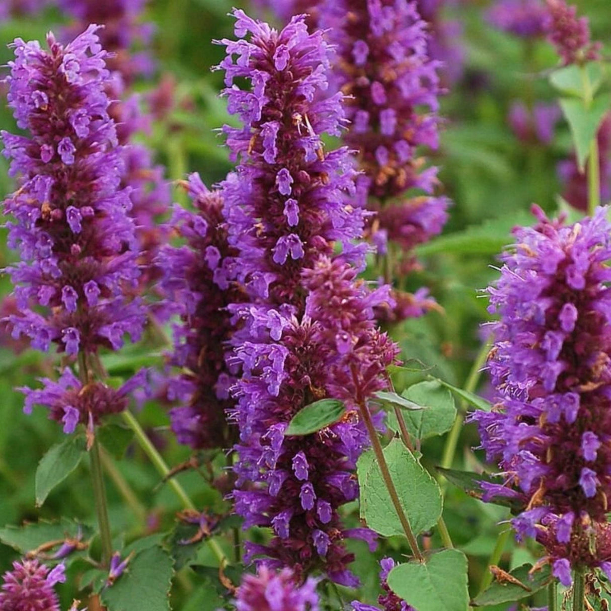 Agastache Blue Boa, květináč 9 cm
