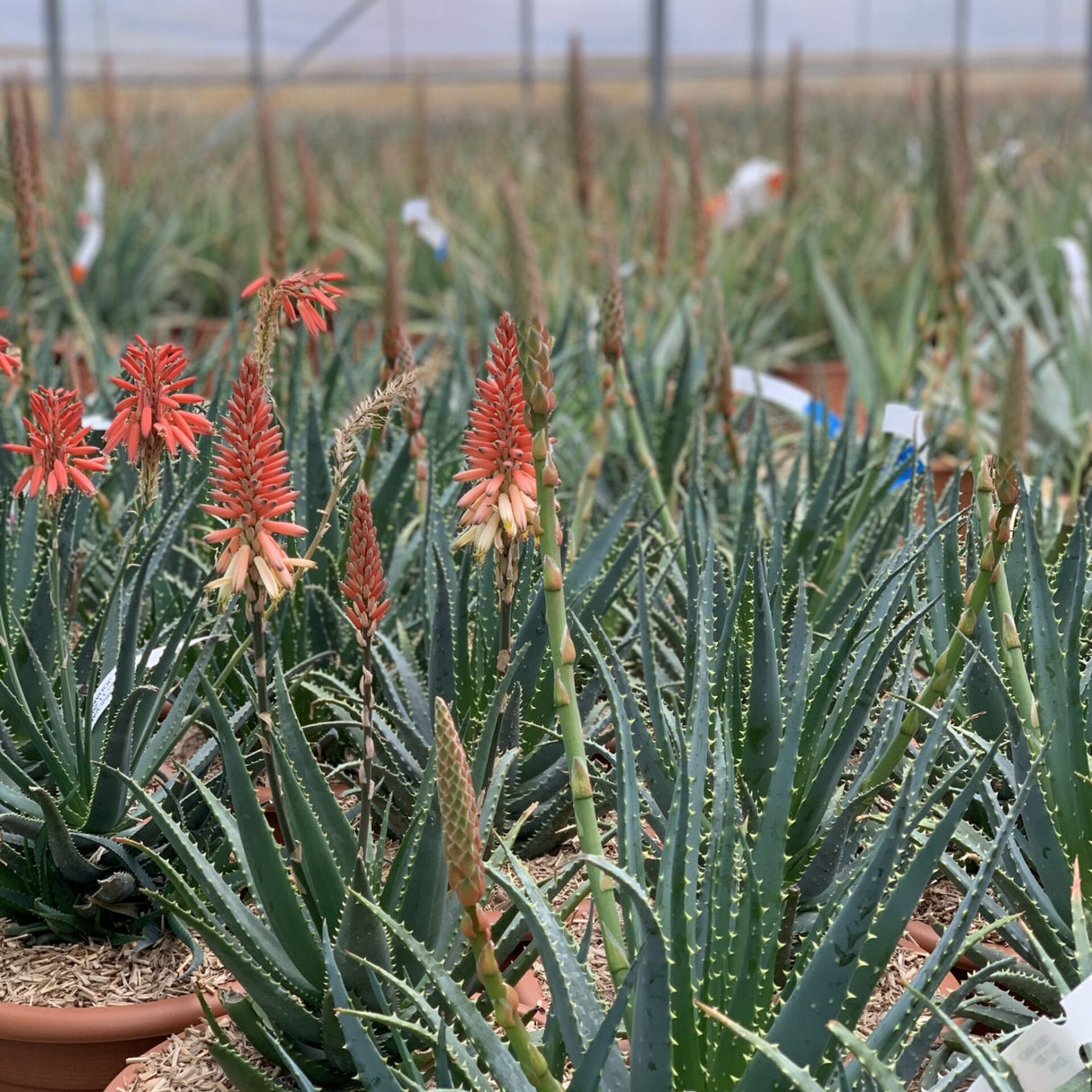 Aloe spinosissima, výška 30 cm, květináč 12 l