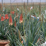 Aloe spinosissima, výška 30 cm, květináč 12 l