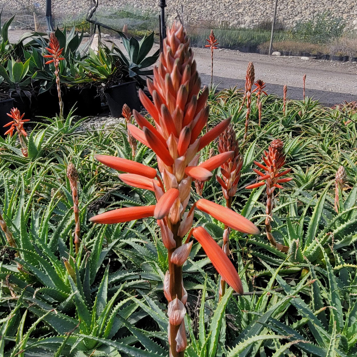 Aloe spinosissima, výška 30 cm, květináč 12 l