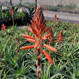 Aloe spinosissima, výška 30 cm, květináč 12 l