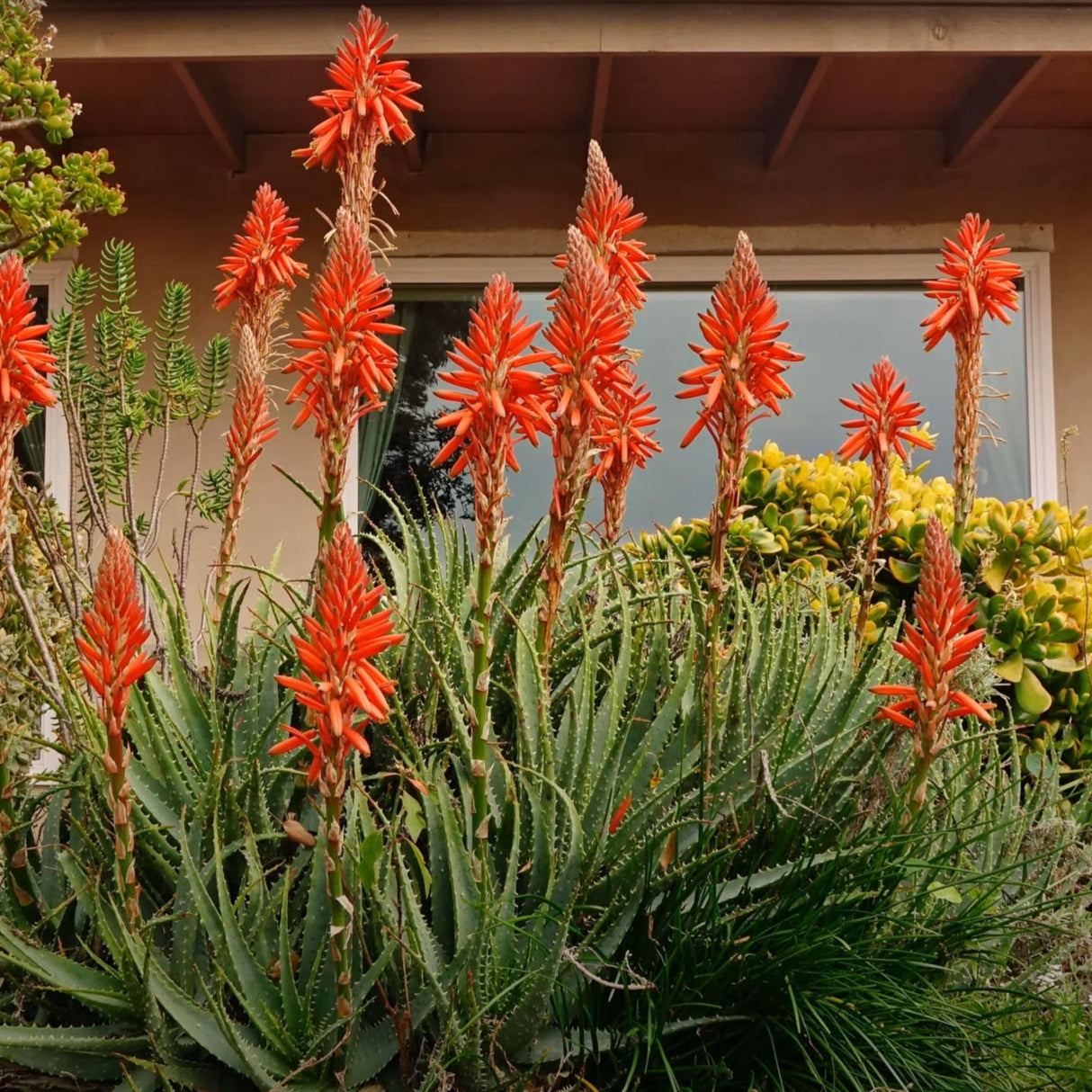 Aloe spinosissima, výška 30 cm, květináč 12 l