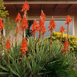 Aloe spinosissima, výška 30 cm, květináč 12 l