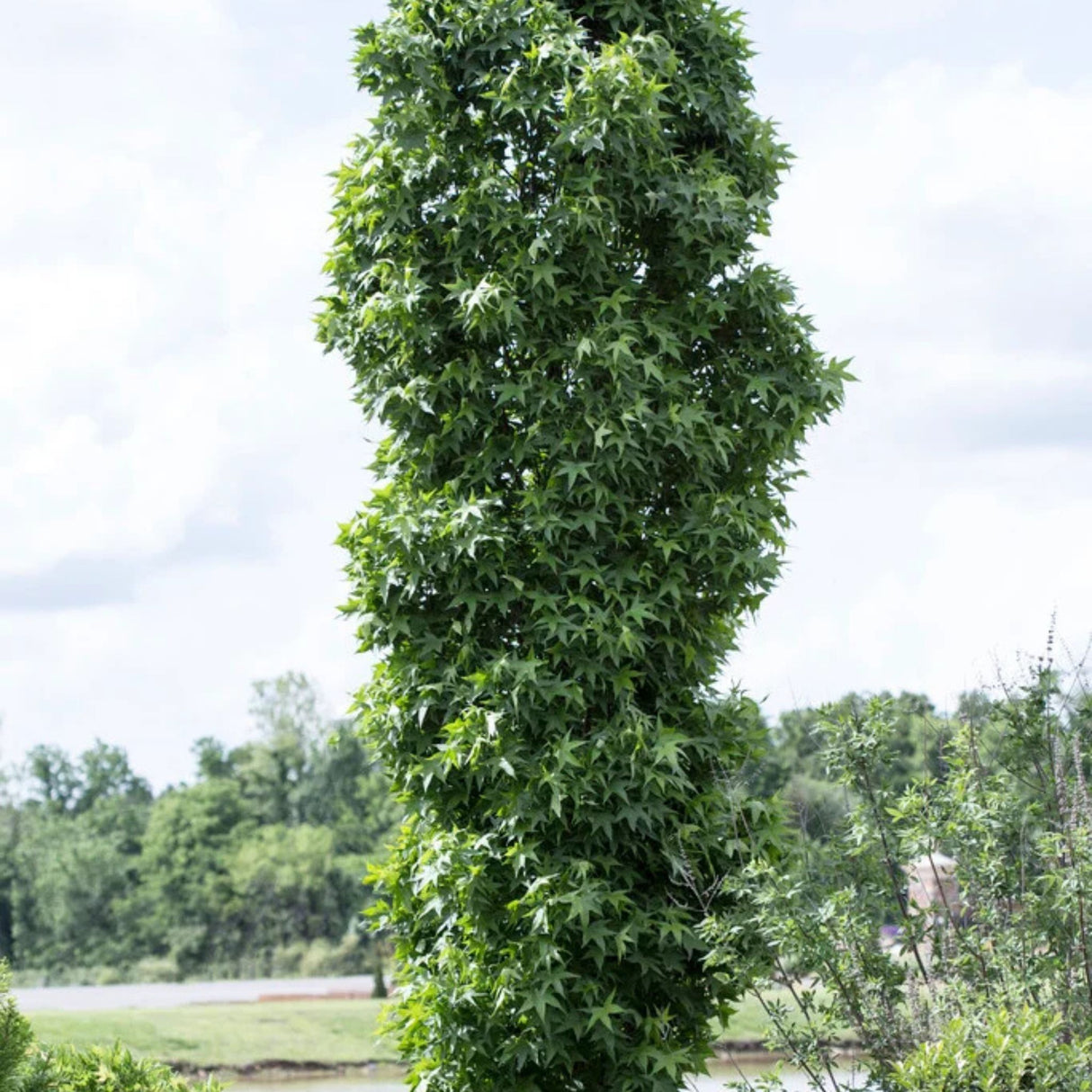 Ambroň západní Slender Silhouette, výška 90-120 cm, květináč 3 l