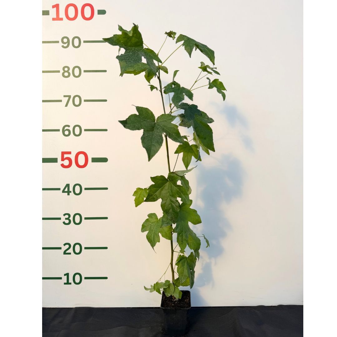 Ambroň západní, výška 40–70 cm, květináč 9 cm