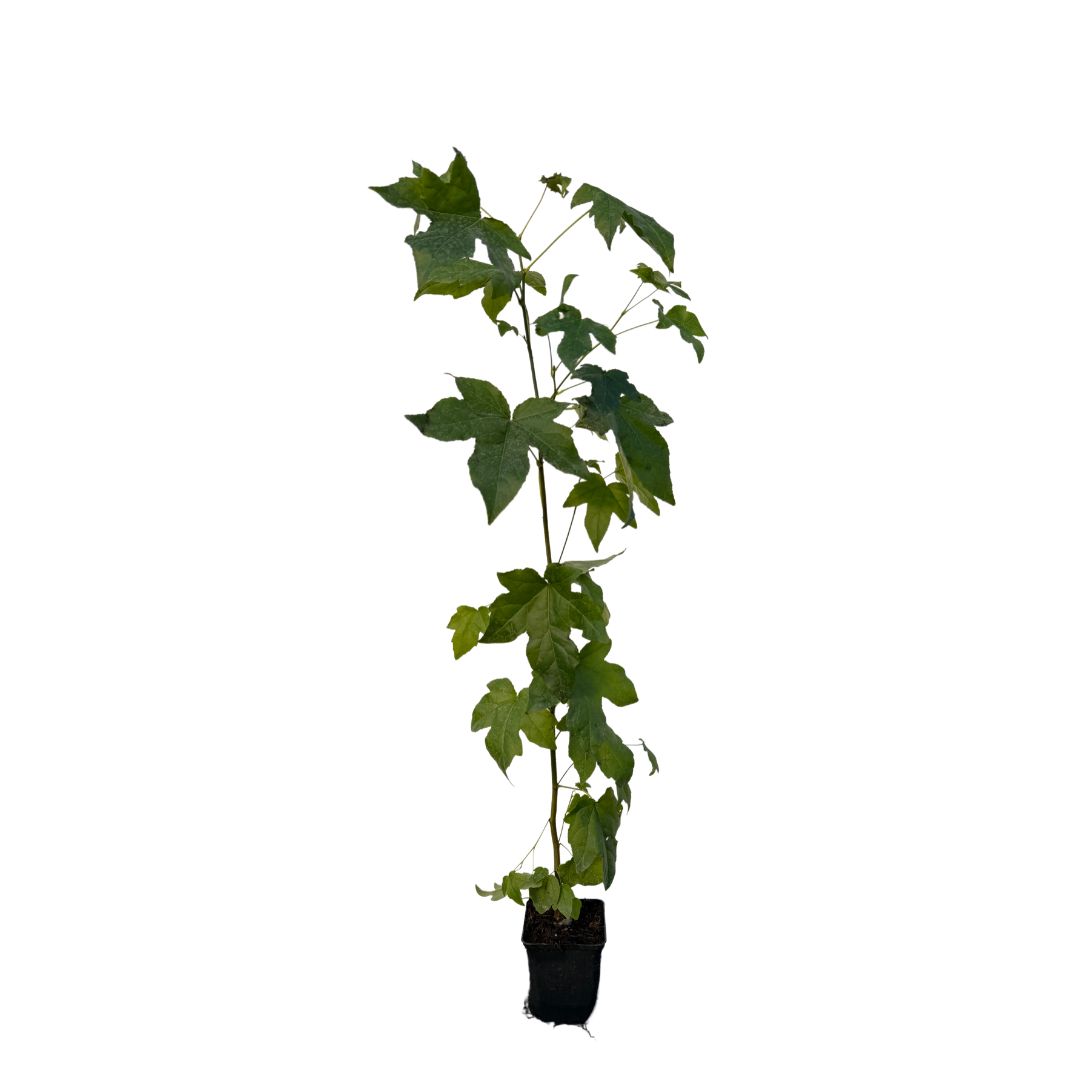 Ambroň západní, výška 40–70 cm, květináč 9 cm