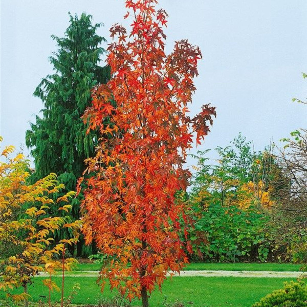 Ambroň západní Slender Silhouette, výška 90-120 cm, květináč 3 l