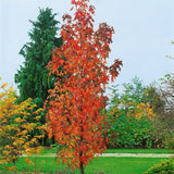 Ambroň západní Slender Silhouette, výška 90-120 cm, květináč 3 l