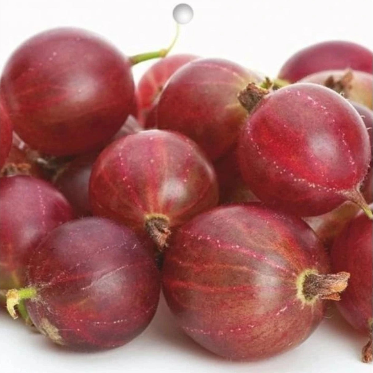 Angrešt keřový Hinnonmaki Rot, výška 30-40 cm, květináč 1,5 l