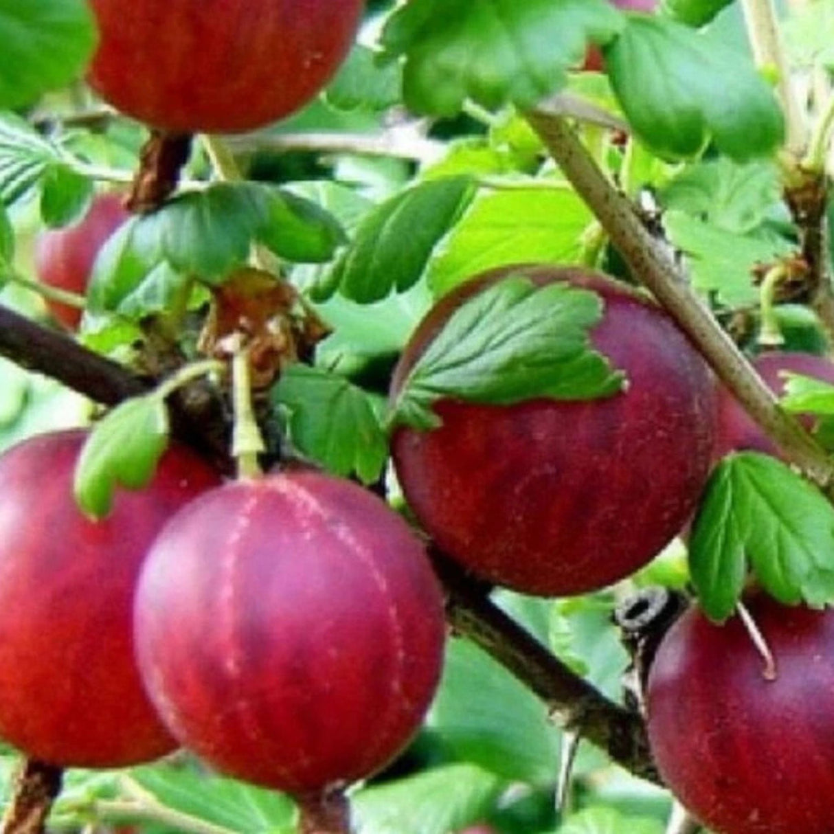 Angrešt keřový Hinnonmaki Rot, výška 30-40 cm, květináč 1,5 l