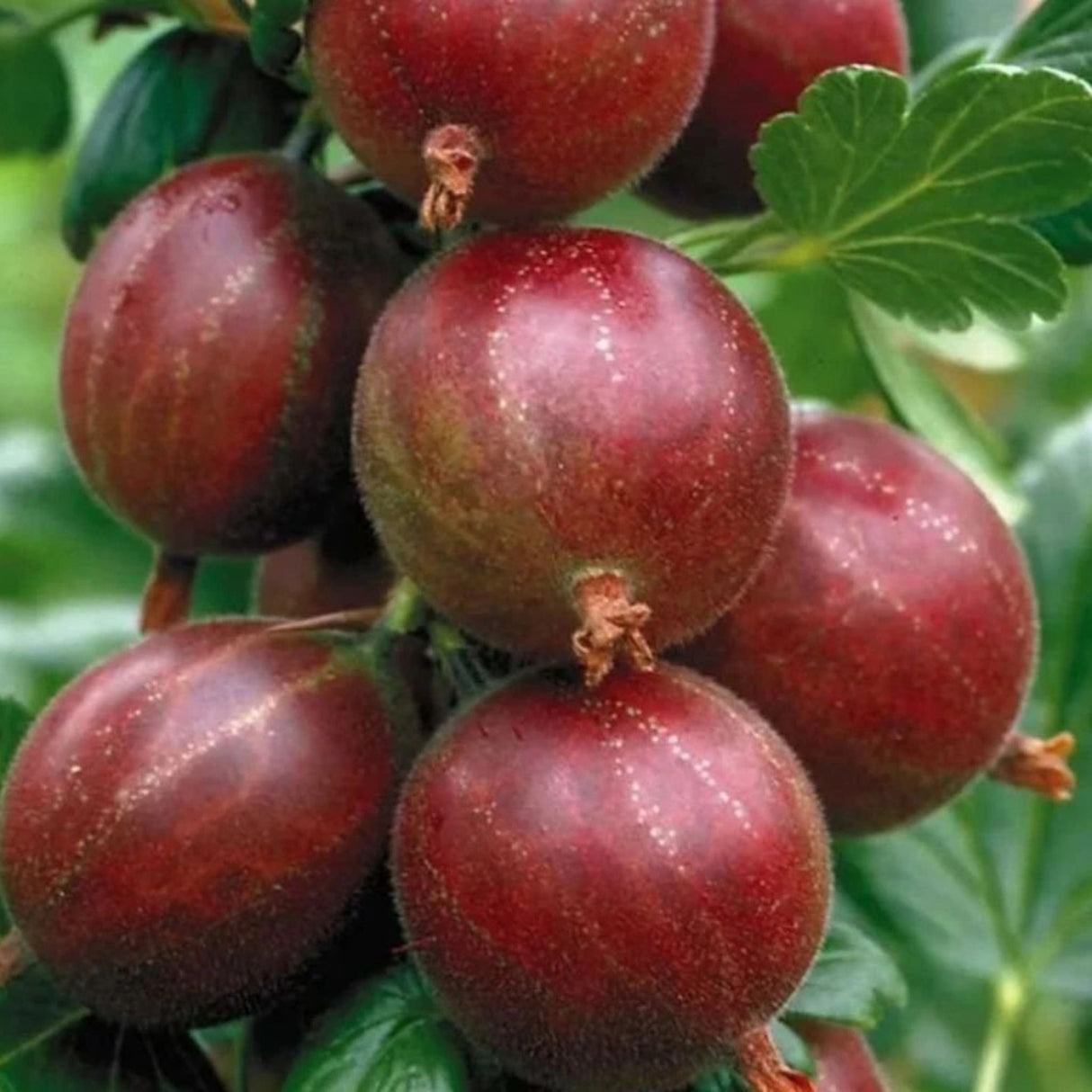 Angrešt keřový Hinnonmaki Rot, výška 30-40 cm, květináč 1,5 l