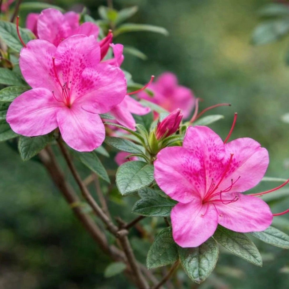 Azalka japonská Rosa na kmínku 50 cm, výška 70-80 cm, květináč 12 l