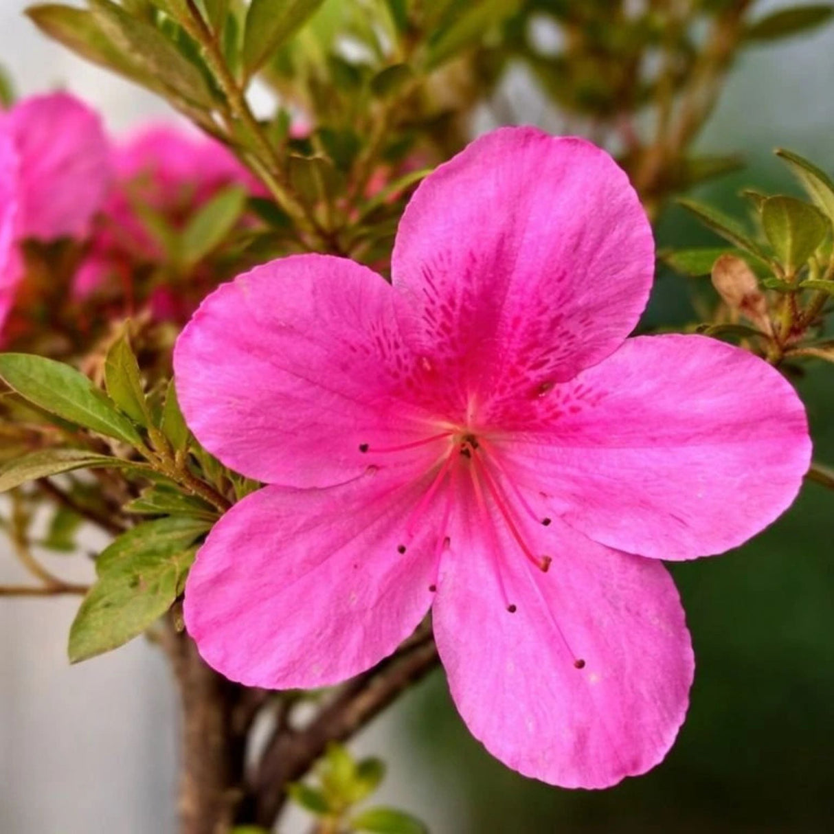 Azalka japonská Rosa na kmínku 50 cm, výška 70-80 cm, květináč 12 l