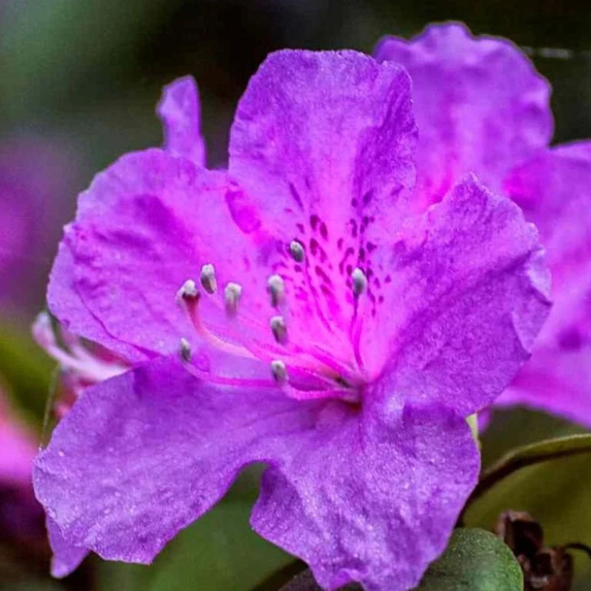 Azalka japonská Viola na kmínku 80-90 cm, výška 110-120 cm, květináč 12 l