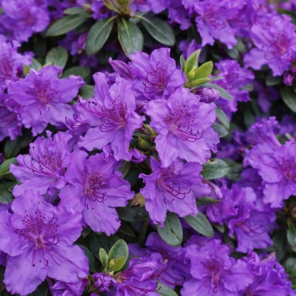 Azalka japonská Viola na kmínku 80-90 cm, výška 110-120 cm, květináč 12 l