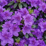 Azalka japonská Viola na kmínku 80-90 cm, výška 110-120 cm, květináč 12 l