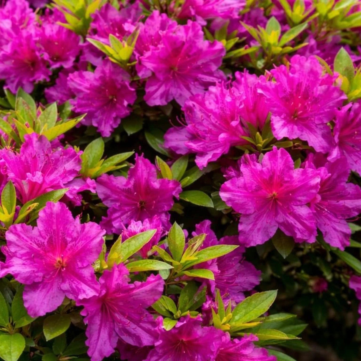 Azalka japonská Purple Splendor na kmínku 50-60 cm, výška 80-100 cm, květináč 12 l