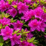 Azalka japonská Purple Splendor na kmínku 50-60 cm, výška 80-100 cm, květináč 12 l