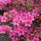 Azalka japonská Rosa na kmínku 50 cm, výška 70-80 cm, květináč 12 l