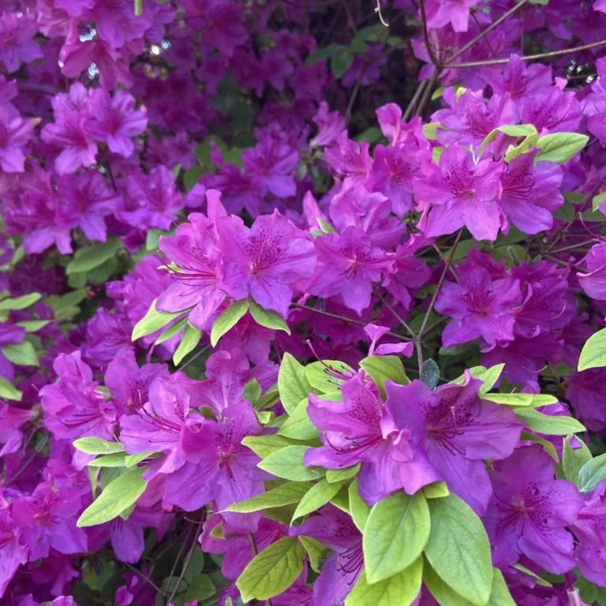 Azalka japonská Viola na kmínku 80-90 cm, výška 110-120 cm, květináč 12 l