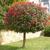 Blýskavka Fraserova Red Robin na kmínku 215-225 cm, výška 320-330 cm, květináč 18 l