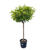 Blýskavka Fraserova Red Robin na kmínku 215-225 cm, výška 320-330 cm, květináč 18 l