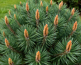 Borovice lesní Beuvronensis, výška 60–80 cm, květináč 9 l