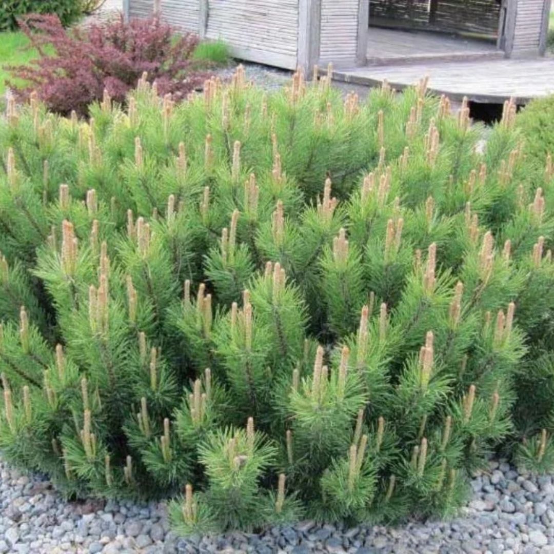 Borovice kleč Pumilio, výška 10–20 cm, květináč 9 cm