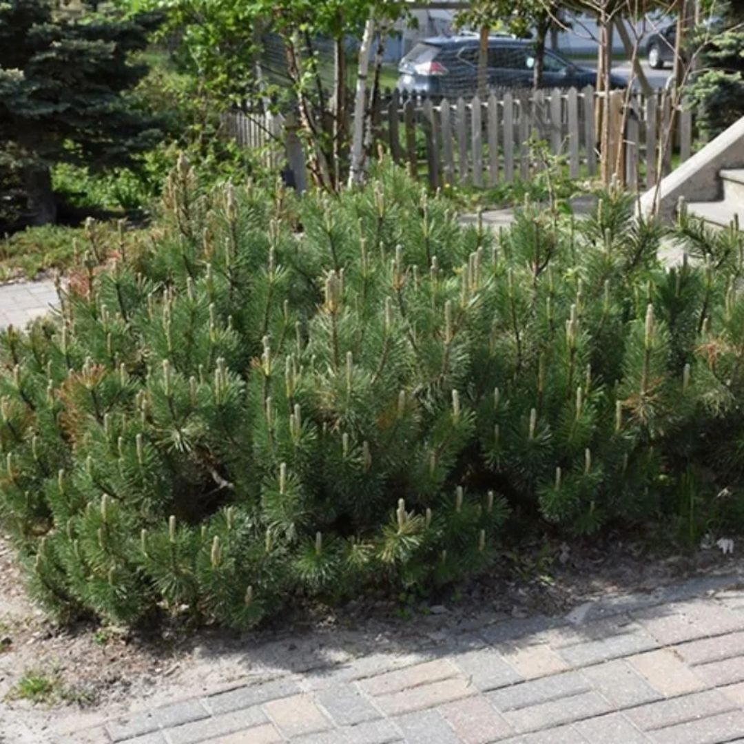 Borovice kleč Pumilio, výška 10–20 cm, květináč 9 cm