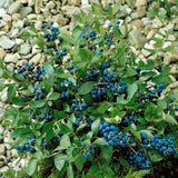 Borůvka kanadská Bluegold, výška 30-40 cm, květináč 17 cm
