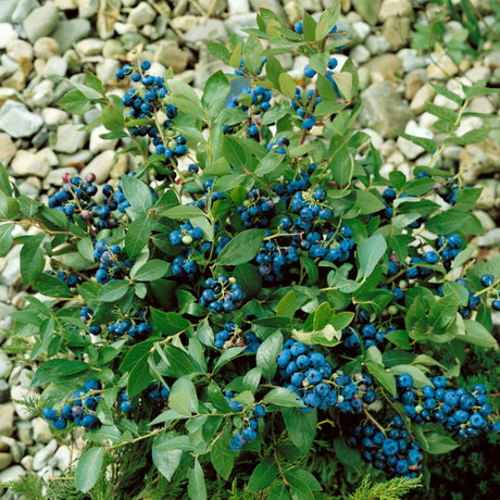 Borůvka kanadská Bluegold, výška 30-40 cm, květináč 17 cm