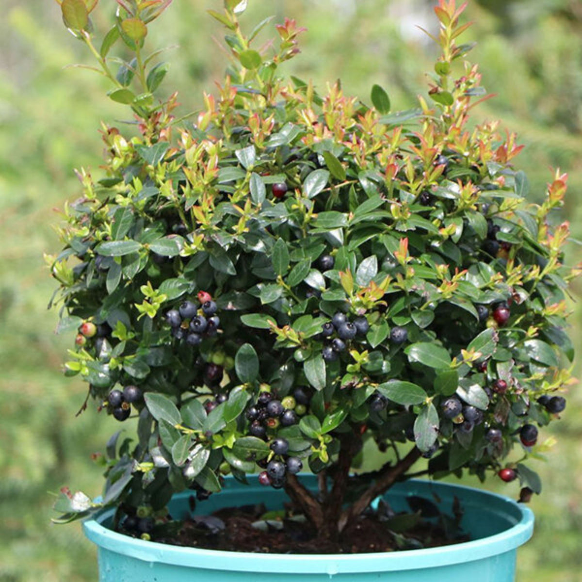 Borůvka úzkolistá Berry Bux, výška 10-20 cm, květináč 10,5 cm