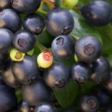 Borůvka úzkolistá Berry Bux, výška 10-20 cm, květináč 10,5 cm