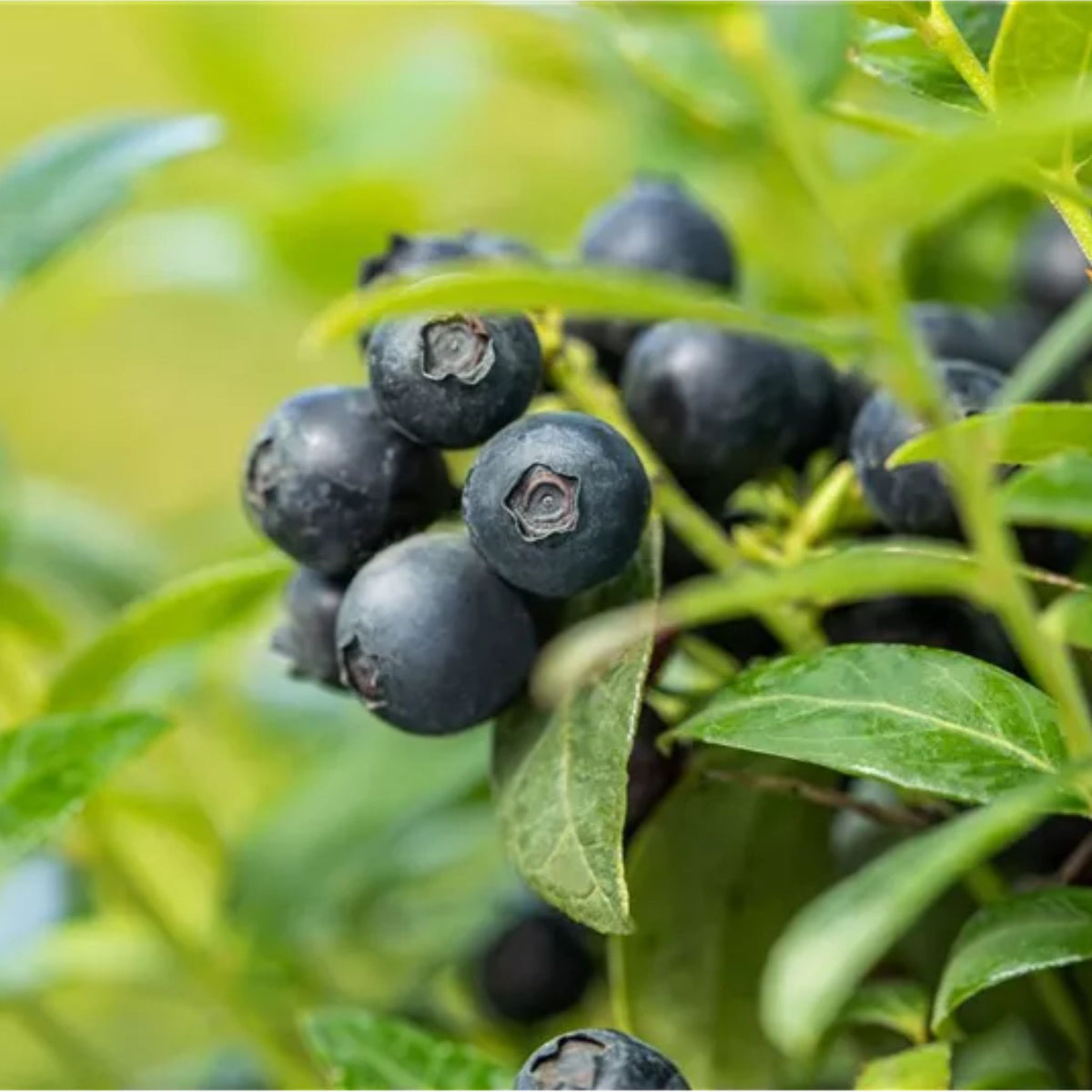 Borůvka úzkolistá Berry Bux, výška 10-20 cm, květináč 10,5 cm