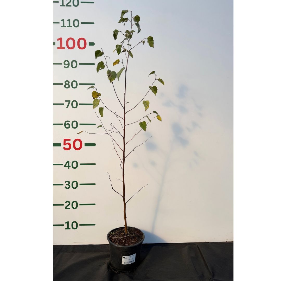Bříza bělokorá převislá, výška 50–80 cm, květináč 2 l