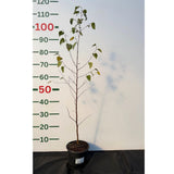 Bříza bělokorá převislá, výška 50–80 cm, květináč 2 l
