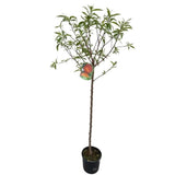 Broskvoň Flavorcrest na kmínku 90-100 cm, výška 150-180 cm, květináč 10 l