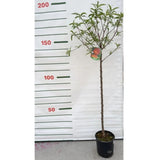 Broskvoň Flavorcrest na kmínku 90-100 cm, výška 150-180 cm, květináč 10 l