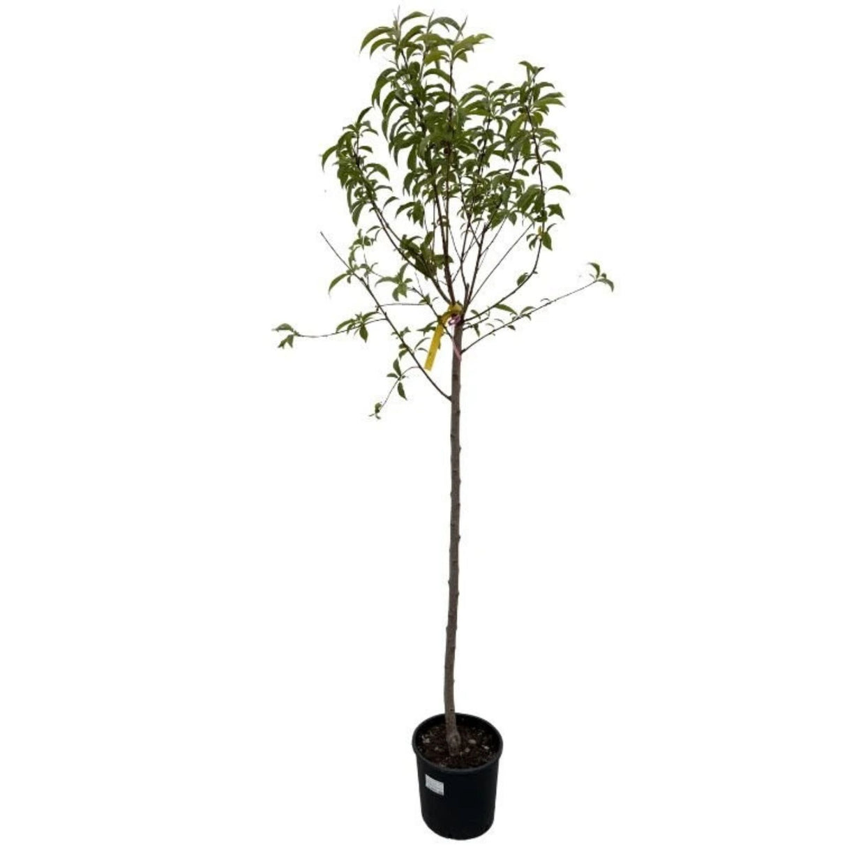 Broskvoň May Grand na kmínku 90-100 cm, výška 160-180 cm, květináč 10 l