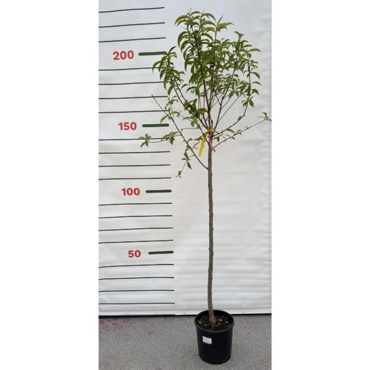 Broskvoň May Grand na kmínku 90-100 cm, výška 160-180 cm, květináč 10 l