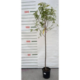Broskvoň May Grand na kmínku 90-100 cm, výška 160-180 cm, květináč 10 l