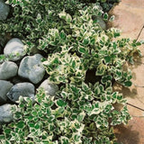 Brslen Fortuneův Emerald Gaiety, výška 15–25 cm, květináč 13 cm