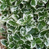 Brslen Fortuneův Emerald Gaiety, výška 15–25 cm, květináč 13 cm